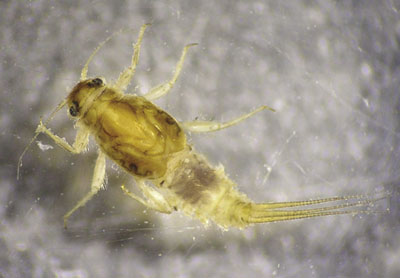 Photograph of a mayfly nymph (Family Caenidae).