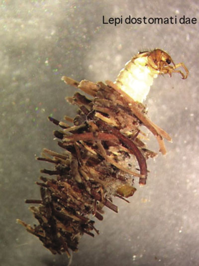 Photograph of a caddisfly larva (Family Lepidostomatidae).
