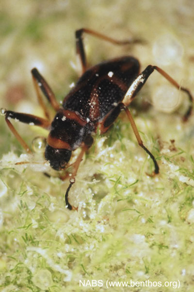 Photograph of a rifle beetle (Family Elmidae) adult.
