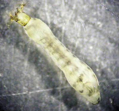 Photograph of a blackfly (Family Simuliidae) larva.