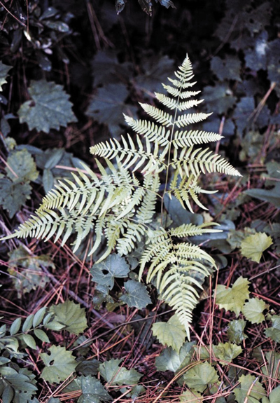 Photo of Bracken fern