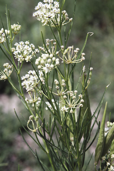 Photo of Horsetail milkweed