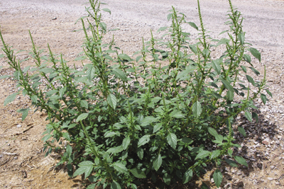 Photo of Pigweed or careless weed 