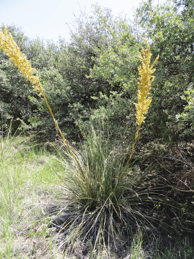 Photo of Sacahuista or bear grass