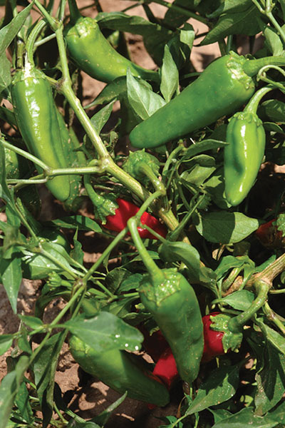 Fig. 2. Photograph of A 'Jemez Pueblo' landrace chile pepper plant with fruit in Los Lunas, 2012.