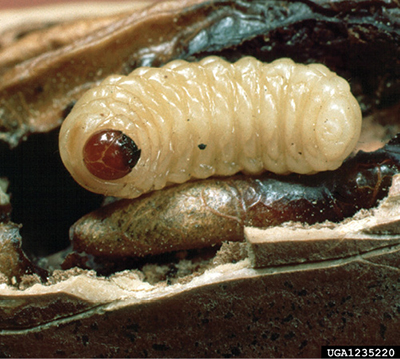 Photograph of a pecan weevil larva.