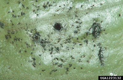 Photograph of pecan weevil feeding damage on a pecan nut shuck.