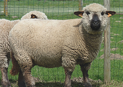 Photograph of wool blindness in a Hampshire Down sheep.