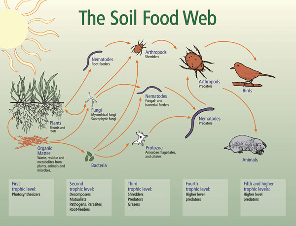 Figure 5: Illustration depicting the soil food web.