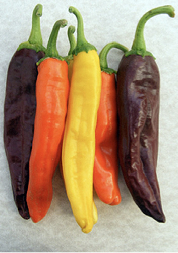 Figure 8. ‘NuMex Eclipse’ (brown), ‘NuMex Sunset’ (orange), and ‘NuMex Sunrise’ (yellow) are used for full-sized colorful ristras.