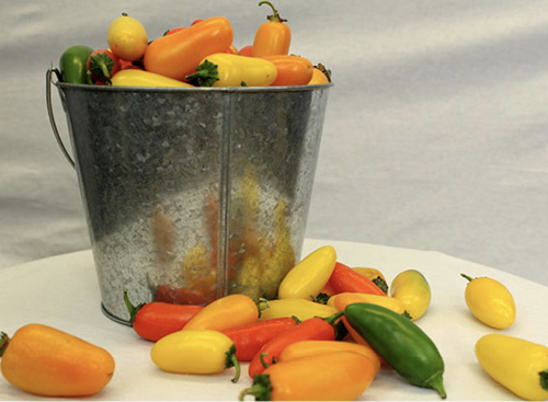 Figure 22. ‘NuMex Orange Spice’, ‘NuMex Pumpkin Spice’, and ‘NuMex Lemon Spice’, a trio of differently colored jalapeños.