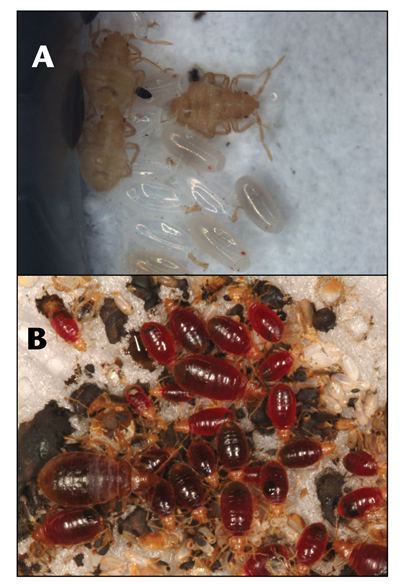 Fotos de A. Huevos embrionados y ninfas de primer estadio recién eclosionadas; B, ninfas de varios  estadios recientemente alimentadas 