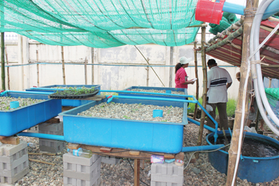 Fig. 2: Photograph of a media-based aquaponic system. 