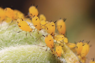 Fig. 01B. Photograph of cornicles (black protrusions) on the abdomens of aphids.