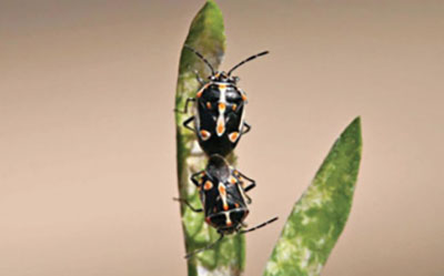 Fig. 02A. Photograph of bagrada bug adult.