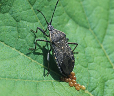 Fig. 04A. Photograph of squash bug ovipositing eggs on the underside of a leaf in typical V-formation following leaf venation.