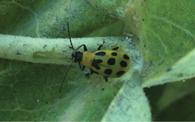 Fig. 07A. Photograph of spotted cucumber beetle on a milkweed.
