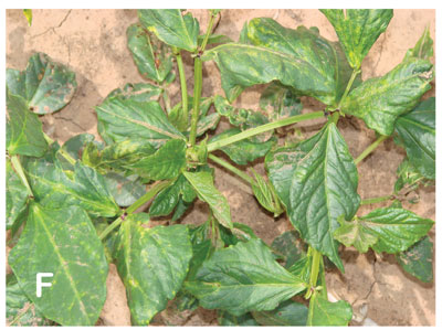 Symptoms of TSWV in New Mexico. Cowpea leaves exhibiting necrotic flecking, veinal chlorosis, and leaf deformation