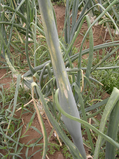 Fig. 1: Photograph of onion plant infected with Iris Yellow Spot Virus, showing characteristic yellow lesions. 