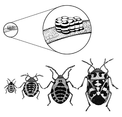 Fig. 01: Illustration of harlequin bug life cycle.