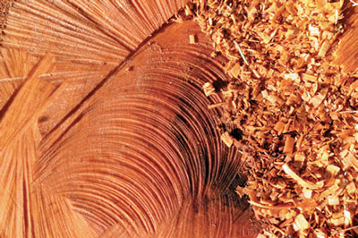 Photograph of sawdust and wood.