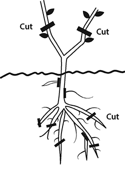 Fig. 1: Illustration of a pruned newly planted year-old nursery stock pruned to two buds.