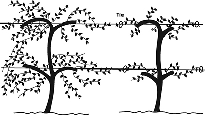 Fig. 5: Illustration of before and after images of the fourth dormant pruning, showing an unpruned vine and a pruned vine with several trunks and canes.