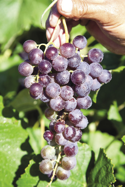 Photo of grape fruits