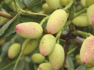 Photo of ripening pistachio fruits