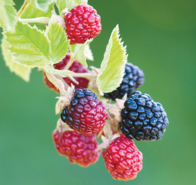 Photograph of blackberries.