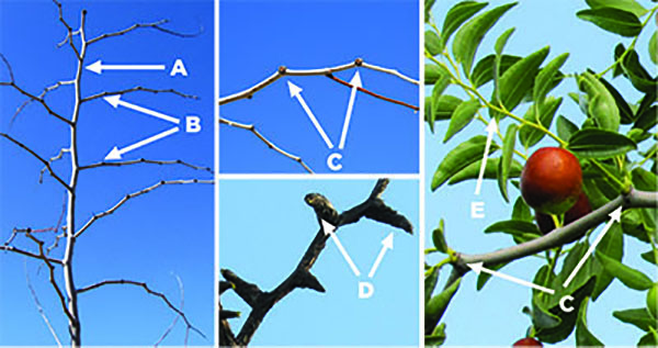 Figure 1: Photograph showing jujube primary shoot, secondary shoot, mother bearing shoot (young fruiting spur), old fruiting spur, and fruit-bearing shoot.