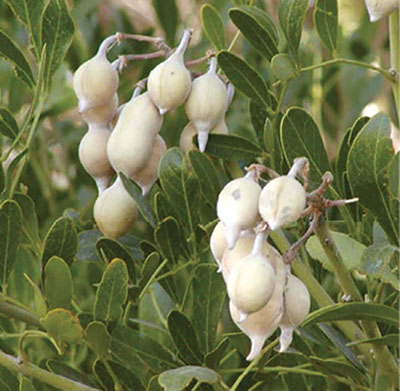 Figure 02: Photograph of Texas mountain laurel seed pods.