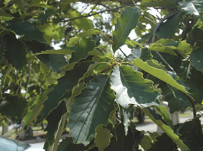 Figure 07: Photograph of chinquapin oak leaves.