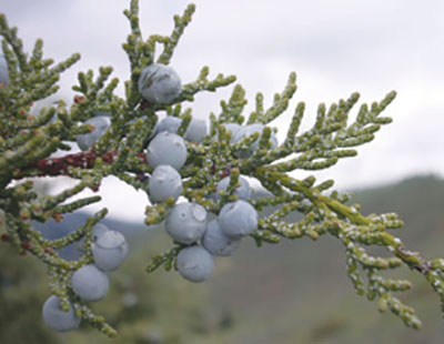 Figure 08: Photograph of Rocky Mountain juniper berries and leaves.