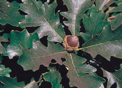 Figure 10: Photograph of bur oak leaves and acorn.