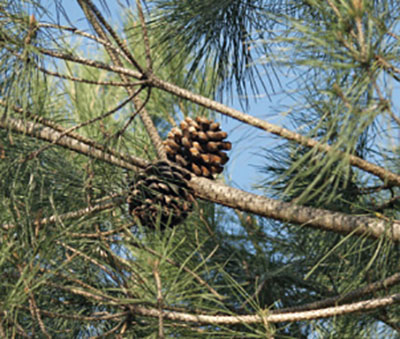 Figure 15: Photograph of Italian stone pine cones and leaves.