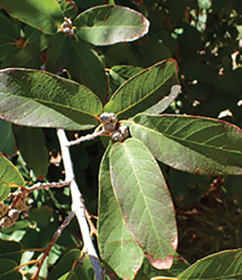 Figure 18: Photograph of Mexican white oak leaves.