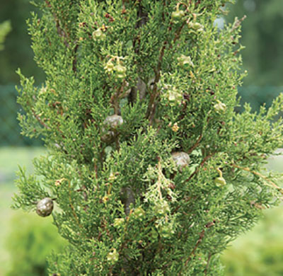 Figure 24: Photograph of Italian cypress cones and leaves.