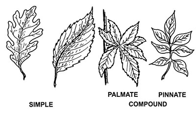 Figure 30: Illustration of leaf shape examples.