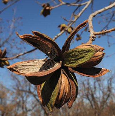Figure 25: Photograph of pecan fruit/nut.
