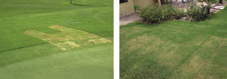 Scalping damage on a gold course and on a residential lawn