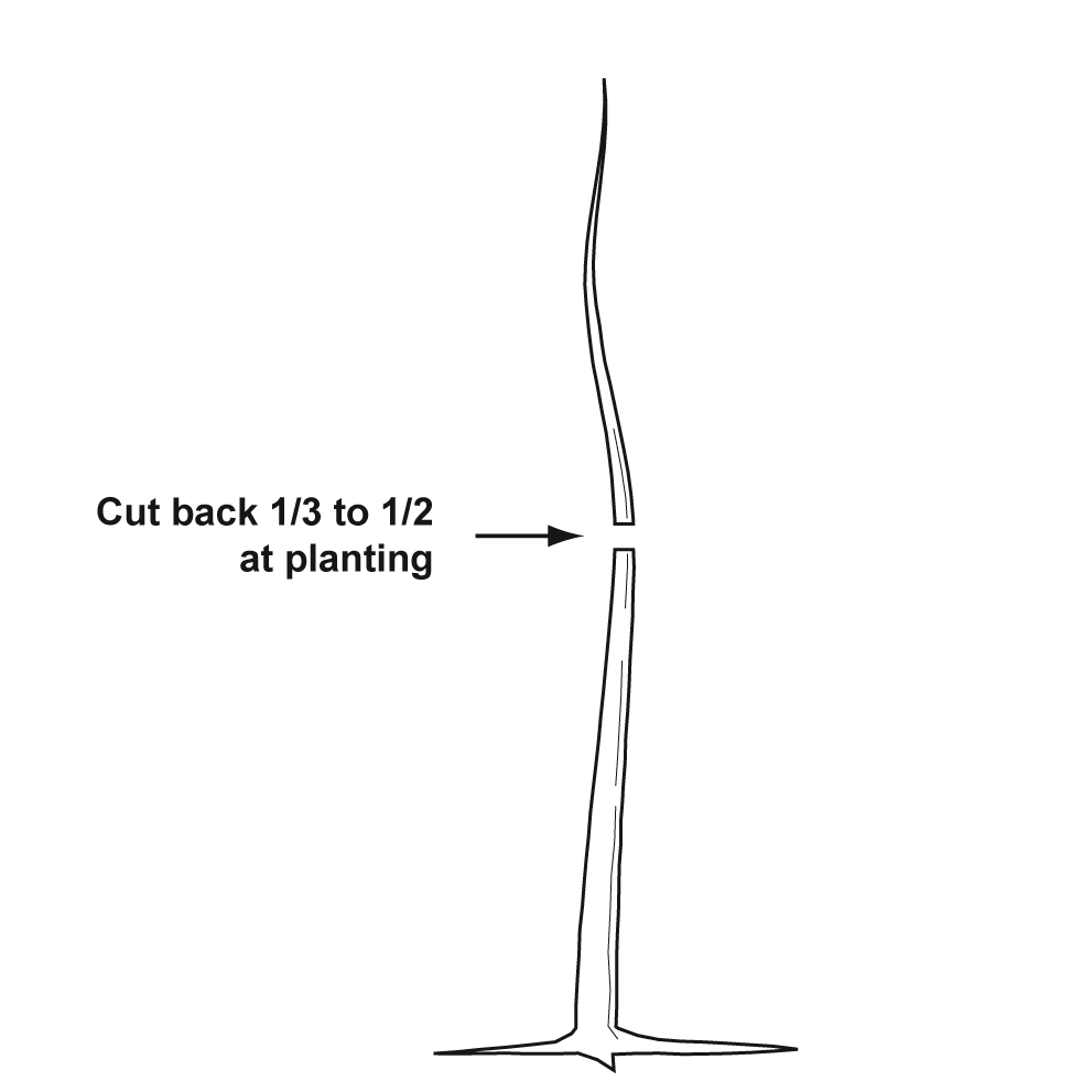 Illustration showing that when planting dormant nursery trees, prune away the top 1/3 to 1/2 of the previous season’s growth to produce a whip 36–42 inches tall.