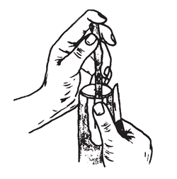 Illustration: Press the flap of bark against the graft with the thumb of the right hand to hold graft firmly in the inlay slot. Apply firm pressure on top of graft to force it into inlay slot.