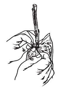 Illustration: Tie the polyethylene bag at the cut corner around the graft and just below the "insurance bud" and above the cut surface of the overlap shoulder. Tie with a rubber band, small rubber budding strip or polyethylene tape, so that the graft will not suffer girdling damage."