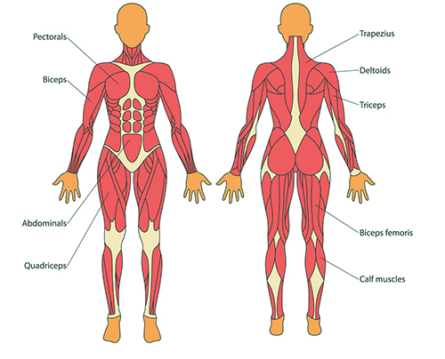 Illustration of the major muscle groups of the body.