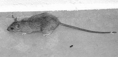 Fig. 2: Photograph of a roof rat. 