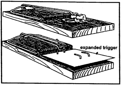 Fig. 7: Illustration of extending the trap trigger using a piece of cardboard. Figure taken from Texas Wildlife Damage Management Service (1998). 