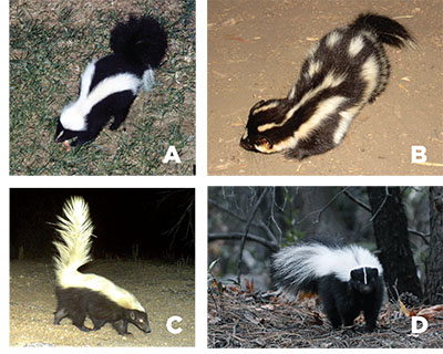 Figure 01A–D: Photographs of A) striped skunk, B) western spotted skunk, C) North American hog-nosed skunk, and D) hooded skunk.
