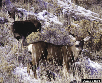 Photo of wild mule deer in New Mexico. 