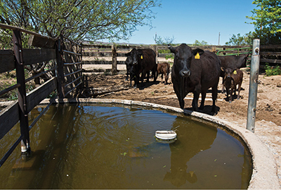 Photograph of cattle drinking at a stock tank.